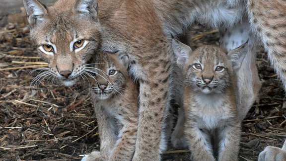 Rīgas zooloģiskajā dārzā notiks vārda došanas svētki lūšu mazuļiem - 5