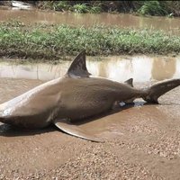 В Австралии ураган вынес акулу на проезжую часть