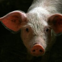 ООН: Латвии угрожает вспышка свиной чумы