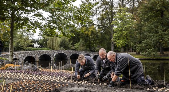 7 miljoni sīpolpuķu – slavenais Keukenkofas dārzs Nīderlandē atklāj stādīšanas sezonu