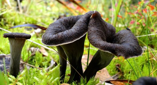 Rudens taurene – nepaej garām septembra delikatesei