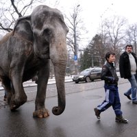 Rīgas centrā pastaigā iziet milzīgs zilonis