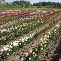 Vietas Latvijā, kur šobrīd baudīt pavasara ziedu skaistumu