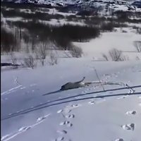 Video: Ragavas nevajag! Šunelis aizrautīgi šļūc pa sniegu
