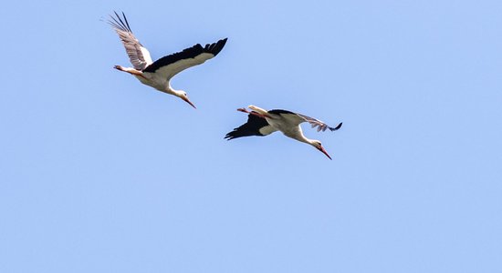 Krāšņi foto: balto stārķu kautiņš debesīs