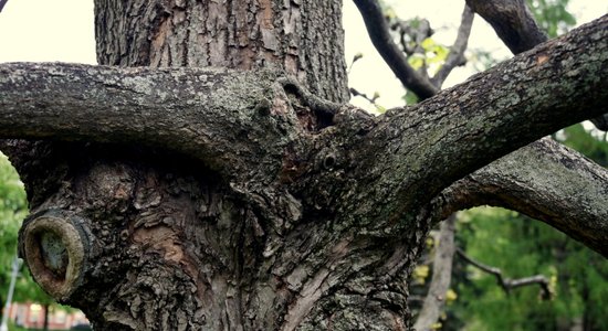 Foto: Rīgas Ziedoņdārza 'runājošie' koki