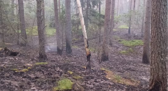 ФОТО. В лесу под Даугавпилсом горел торф:  площадь пожара составила более 4 га