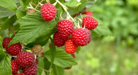 Latvijā sākusies aveņu sezona, raža šogad sliktāka