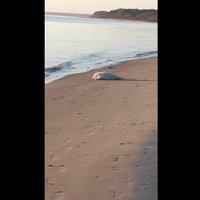 Video: Mīlīgs ronis dodas jūrā Ragaciema pludmalē