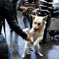 Valdība aizstāj vienu suņu 'čipēšanas' kārtību ar citu; plāno ieviest 2016.gadā