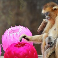 Исследование: обезьяны помогают друг другу при родах