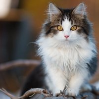 Чеснок от глистов и другие мифы о кошках