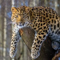 Zoodārzā Anglijā dzimuši pasaulē retākie lielie kaķi – Amūras leopardi