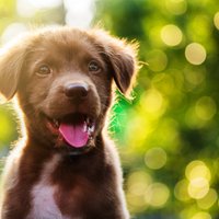 Четыре способа, которыми собаки проявляют свою привязанность к хозяину