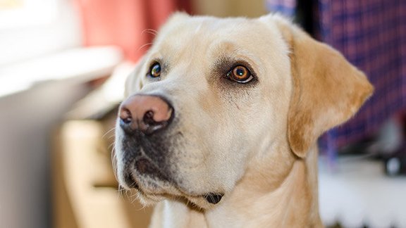 suns, labradors