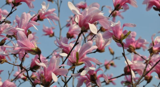 Nacionālajā botāniskajā dārzā plaukst magnolijas un notiks pirmais stādu gadatirgus