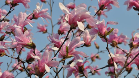 Magnolijas