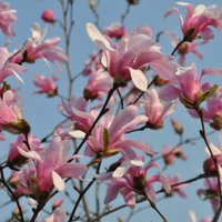 Nacionālajā botāniskajā dārzā plaukst magnolijas un notiks pirmais stādu gadatirgus