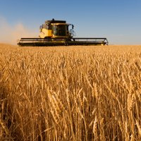 ES pagājušajā sezonā eksportējusi rekordlielu daudzumu graudu