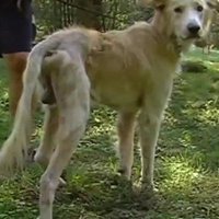 ЧП в Болдерае: пса привязали к дереву и обрекли на голодную смерть