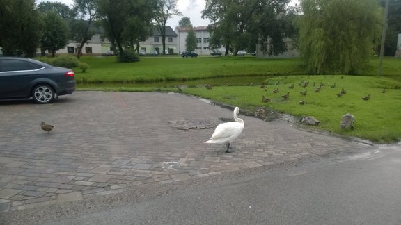 Salaspils gulbji iekaro autostāvvietu - 5