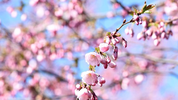 Rīgā Uzvaras parkā uzziedējušas sakuras - 5