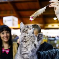 Dzīvnieku izstādē 'PetExpo 2016' apmeklētājus gaidīs arī pundurcūciņas un ēzelis