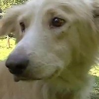 ЧП в Болдерае: найден хозяин привязанной к дереву собаки