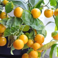 Mandarīnu sezona puķu podā – kā izaudzēt pašam savu mandarīnkoku?