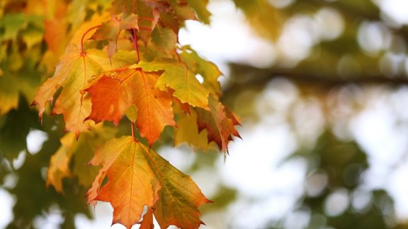 rudens, kļava, septembris, oktobris, kļavas lapas