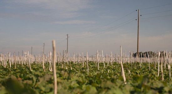 Cita veida domāšana lauksaimniecībā: auglīga augsne bez uzaršanas un minerālmēsliem