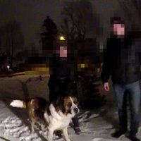 Ar mikročipa palīdzību policistiem Rīgā izdodas atrast noklīduša suņa saimniekus