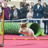 Ko šogad piedāvās rudens pūkainākajā izstādē 'ZooExpo 2022' Ķīpsalā