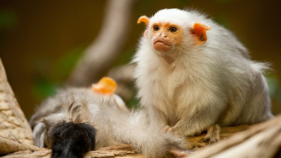 Sudrabainais marmosets. <a rel="cc:attributionURL" href="https://www.flickr.com/photos/ajhaverkamp/">Arjan Haverkamp</a> / <a rel="license" href="https://help.yahoo.com/kb/flickr/SLN25525.html?impressions=true">cc</a>