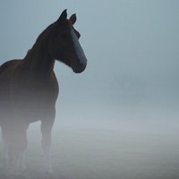 Daugavpils novadā izglābts bedrē iekritis zirgs