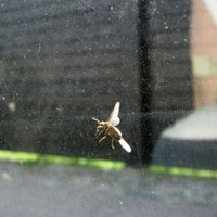 Летающие муравьи атакуют Вентспилс