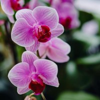 Orhidejas – grūti kopjami augi? Seši izplatīti mīti par telpaugu kopšanu