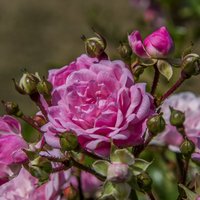 Розы весной: основной уход