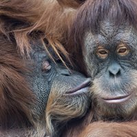 Британские ученые: крики орангутанов могут пролить свет на эволюцию языка