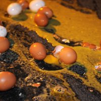 Franču zemnieki, protestējot pret zemajām cenām, sašķaida 100 000 olas