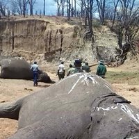 Video: Malumednieki Zimbabvē ar cianīdu noslaktējuši kārtējos 23 ziloņus