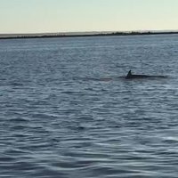 Video: Pie Mangaļsalas mola novērots iemaldījies delfīns