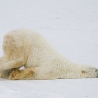 Jestri kadri ar polārlāčiem, kuri mudina baudīt ziemas priekus