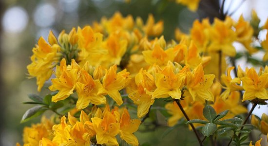 LU Botāniskais dārzs saņēmis sertifikātus par septiņām jaunām rododendru šķirnēm