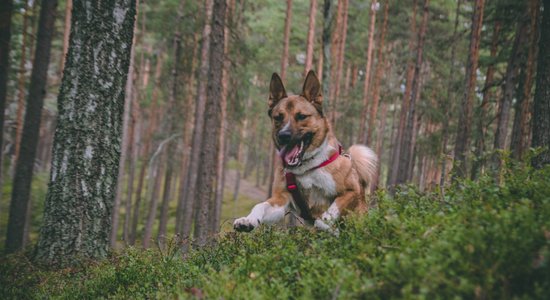 Trešdien Latvijas lielākajā daļā palaikam līs