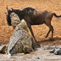 ВИДЕО: Бегемоты помогли антилопе гну вырваться из пасти крокодила