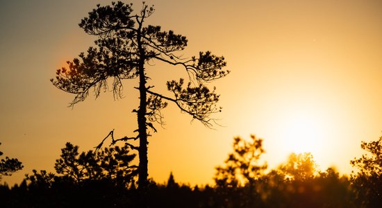 Celies agri un pieej tuvāk! Īsa pamācība dabas bildēšanā