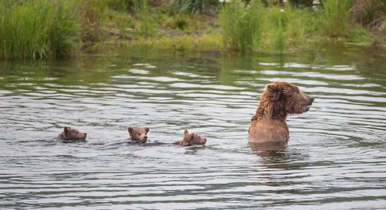 Dienas ceļojumu foto: Aļaskas lāčuki dodas izpeldēties