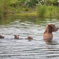 Dienas ceļojumu foto: Aļaskas lāčuki dodas izpeldēties
