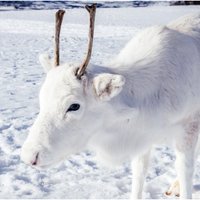 Foto: Reti sastopamais Baltais ziemeļbriežu mazulis rotaļājas sniegā